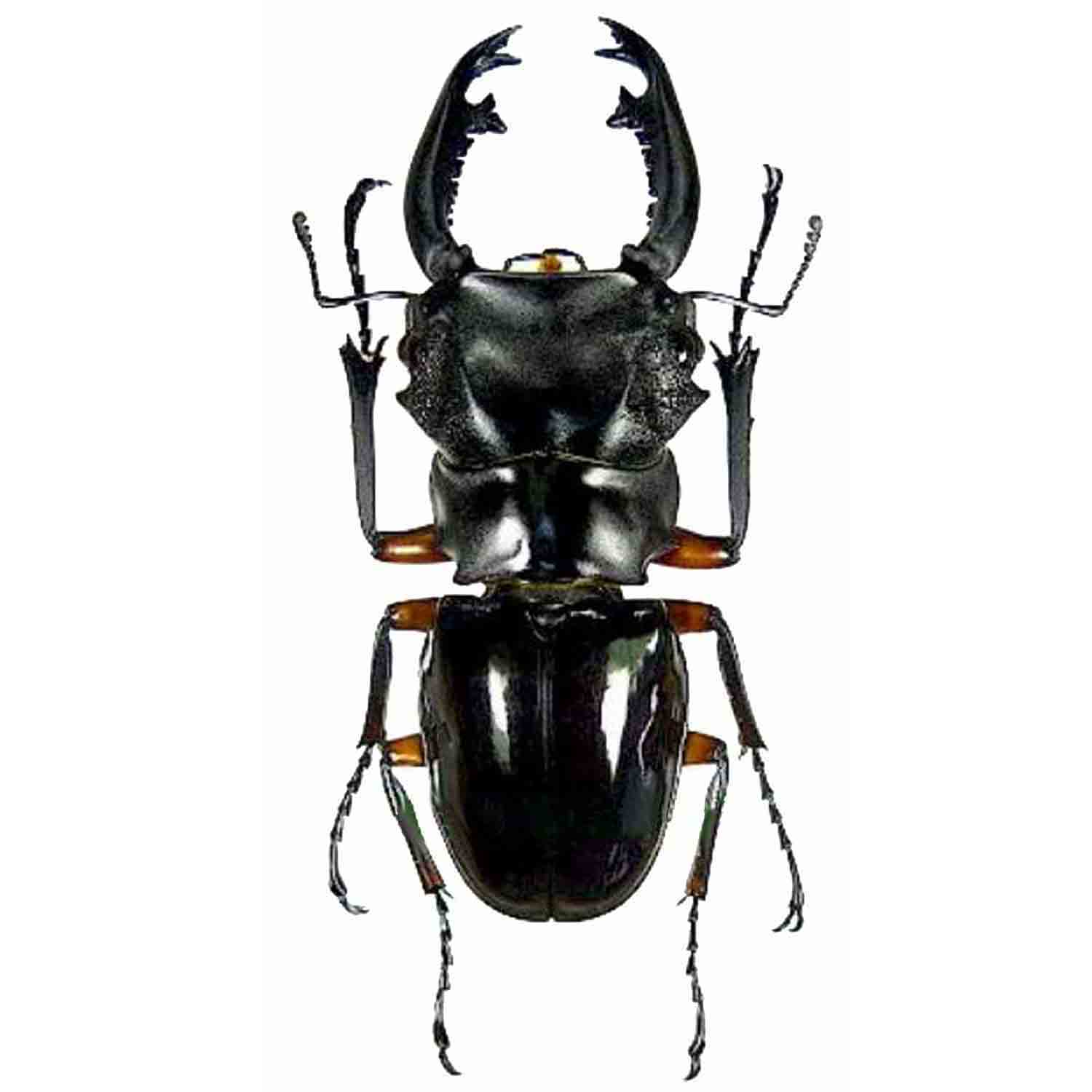 L'Arca di Noè - Odontolabis imperialis komorii Stag Beetle